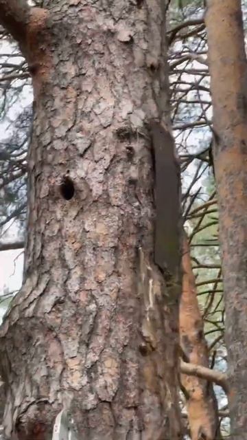 Бортевой мед диких пчёл