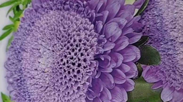 Короткое знакомство с интересным сортом астр смотреть онлайн