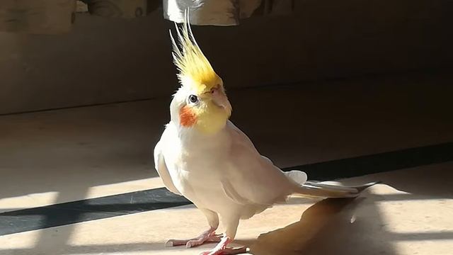 Title my cockatiels ( lemon = lutino ) , (Chery = common grey adult)(Rio = Active baby grey) смотреть онлайн