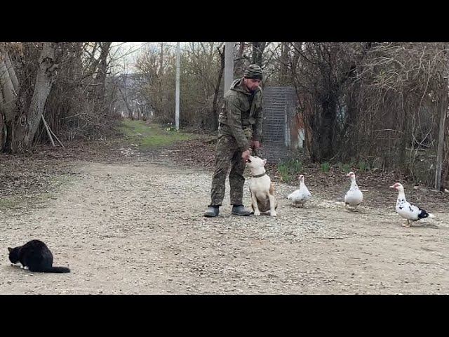 Ам.стафф с раздражителями-дрессировка-Мартин 6 месяцев смотреть онлайн