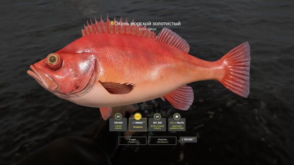 Русская рыбалка 4. Норвежское море. Трофей Окунь морской золотистый.