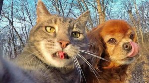 СМЕШНЫЕ КОШКИ И СОБАКИ  СМЕШНЫЕ ЖИВОТНЫЕ 😹 ЛУЧШИЕ ПРИКОЛЫ С ЖИВОТНЫМИ 😹 ЛУЧШАЯ ПОДБОРКА ПРИКОЛОВ