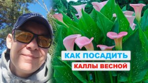 НЕ сажай каллы 🌺 весной пока не посмотришь 👀 это видео иначе могут не зацвести летом 🌺