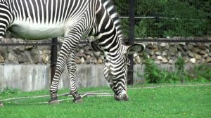 Дикие животные для детей. Развивающая презентация (видео нарезки)