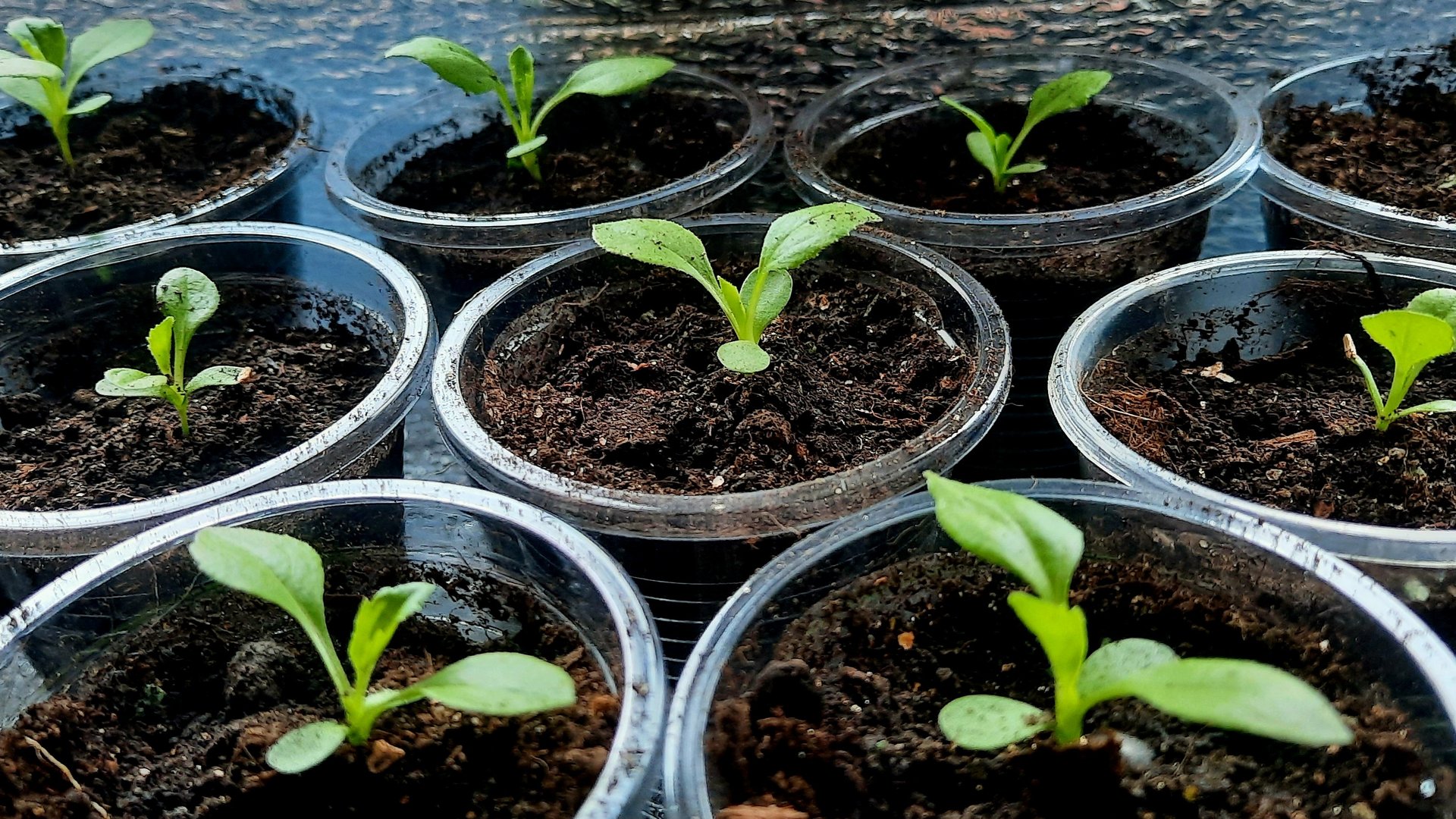 Отличная рассада астр!! Пикируем астры правильно!! смотреть онлайн