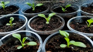 Отличная рассада астр!! Пикируем астры правильно!!