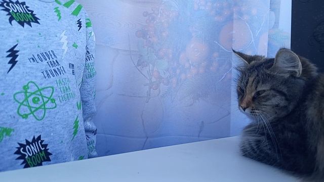 наблюдение.за.кошкой смотреть онлайн