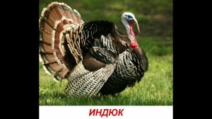 Голоса домашних животных для детей. Развивалки "Умный Ребенок"