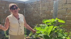 Как растет голубика в контейнерах в Крыму