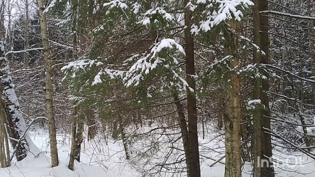 Февральский лес/February forest 05.02.2023 #лесопарк #зима #nature смотреть онлайн