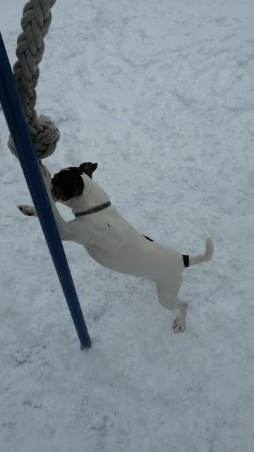 Майкимайк. Как занять собаку на пару часов)