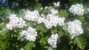 VID_20250427_160321.mp4