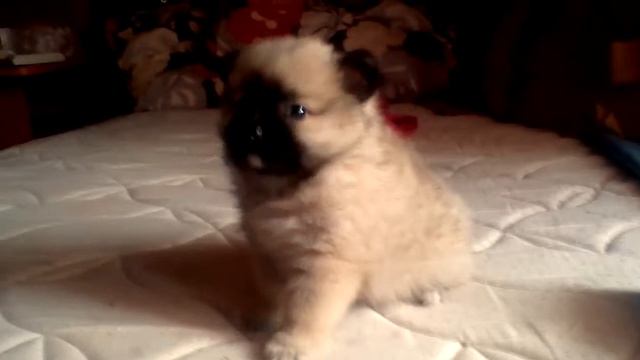 Принцеса мини шпиц