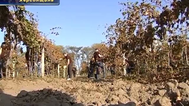 Анонс "Край контрастов". Виноделие смотреть онлайн