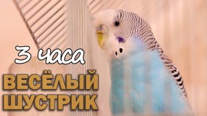 3 часа. Весёлое пение волнистого попугая Шустрика