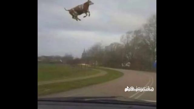 тест на шизу уровень-ы