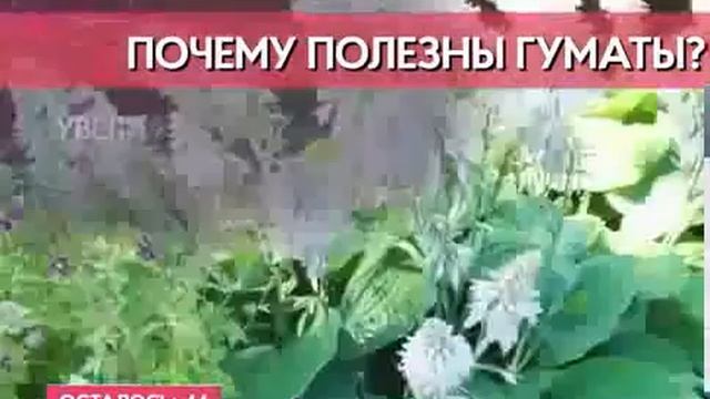 Гумат ЭМ для плодово-ягодных, цветочно-декоративных культур смотреть онлайн
