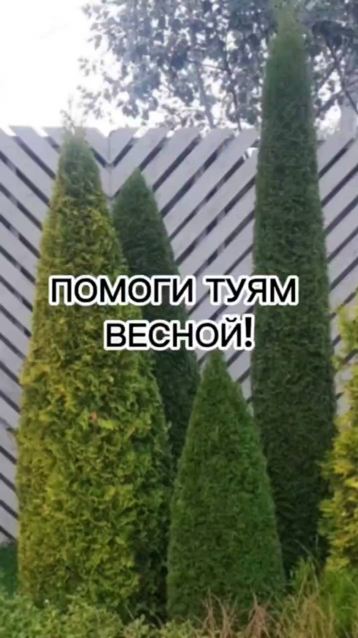 Сделайте ЭТО С ТУЯМИ весной!