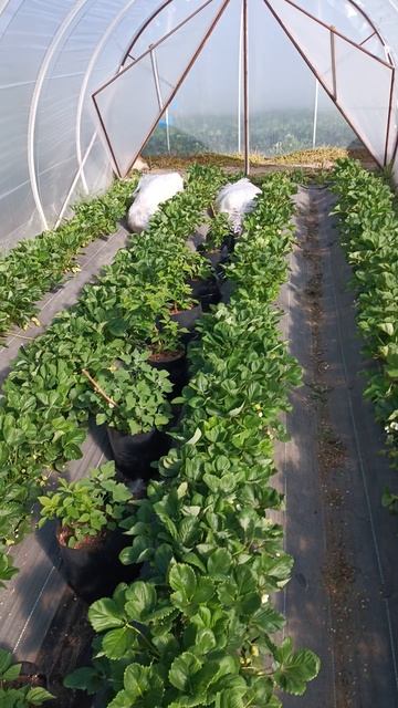 снова передают заморозки 🥶 🍓❄️ смотреть онлайн