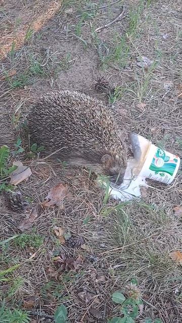 Ёжик смотреть онлайн