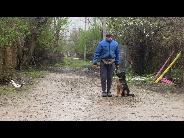 Немецкая овчарка Зара-Дрессировка с Раздражителями смотреть онлайн