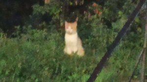 Nirvana Dumb cover - кавер на русском