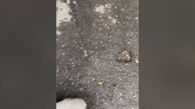 Шпиц Померанский « Ростовский Сувенир Звезда Лео» смотреть онлайн