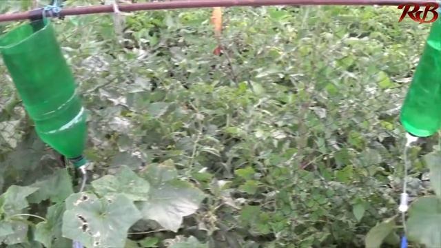 Бутылочный капельный полив из медицинской капельницы смотреть онлайн