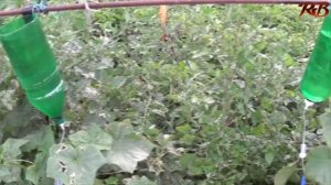 Бутылочный капельный полив из медицинской капельницы