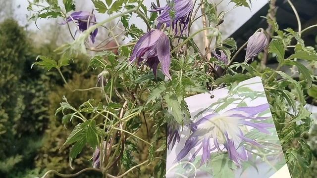 Новый княжик 'Блю Сюрпрайз' для нашего сада, покупка 27.04.2025 смотреть онлайн