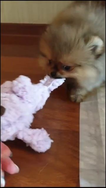 Шпицуля-девочка, 2 месяца, продается