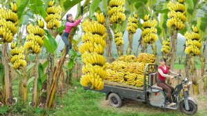 Неугомонная Гюльнара из Вьетнама. Сбор урожая бананов, продажа на сельском рынке.