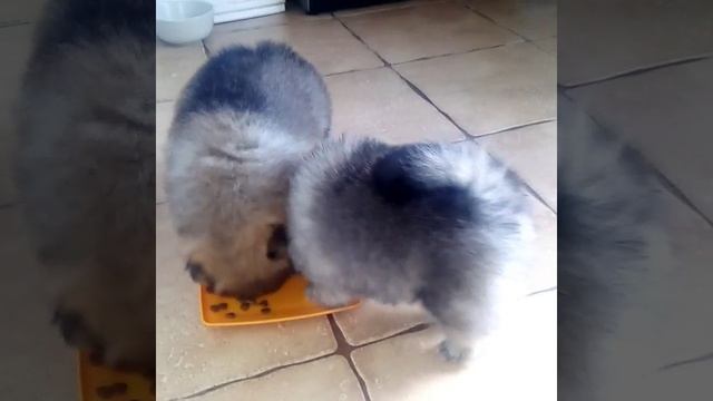 Померанский шпиц смотреть онлайн