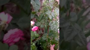 Канадская плетистая роза Three Weddings.  Второй год розы, первое цветение,  первые наблюдения.