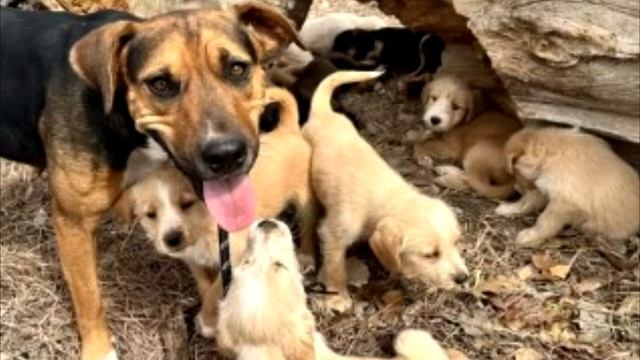 Собака умоляла людей о помощи! Женщина была в шоке, у нее погибало 16 малышей!
