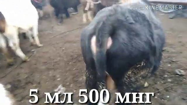 08 02 2020 куштепа шамби мол бозор нархлари смотреть онлайн