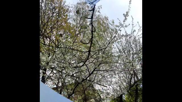 Весна прекрасная цвела.mp4 смотреть онлайн