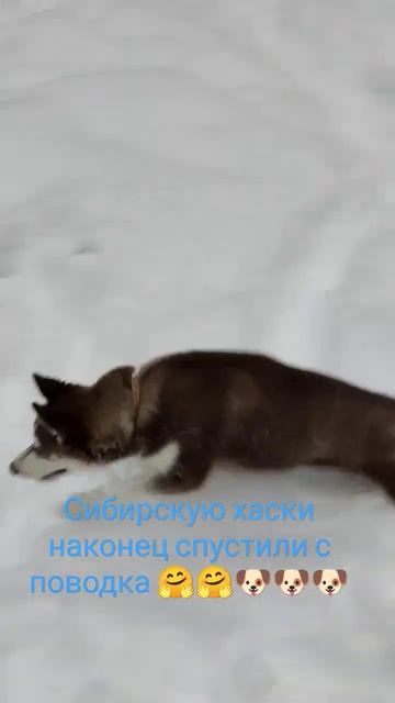 #хаски #шпиц #помски #снег #новый год смотреть онлайн