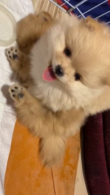 Смешные шпицы. Продажа щенков. Питомник.