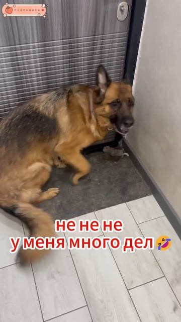 Смешные собаки🐶смешные кошки😻Как заставить животных убираться в доме?