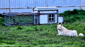 Глаз да глаз за лайками