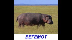 Животные Африки - Презентация для детей по Доману