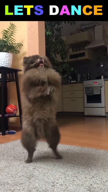 Шпиц танцует под песенку Глюкозы 