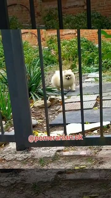 -Как зовут твоего кремового шпица?   - Кремаш 🤷♀️.