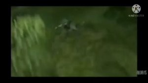 Я сиреноголовый ла-ла-ла