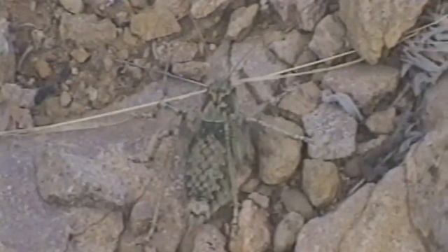 Подъем к скале Зуб и обзор окрестностей смотреть онлайн