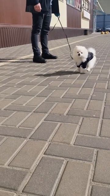 Померанский шпиц. #померанцы #померанскийшпиц #померанский #померанец #щенок #щенки #щенокшпица смотреть онлайн