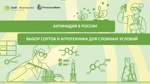 Актинидия в России: выбор сортов и агротехника для сложных условий