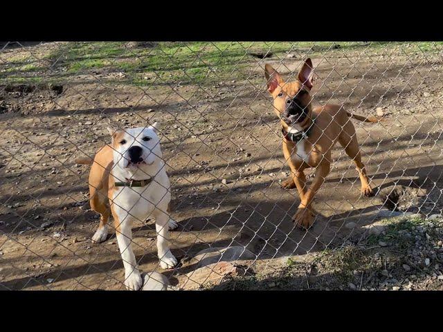 Два Стаффорда на утренней прогулке смотреть онлайн