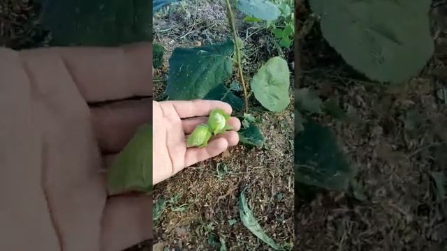 Плодоношение фундука на второй год посадки смотреть онлайн